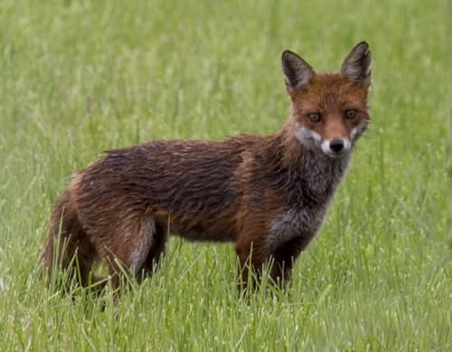 Fox on the estate